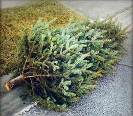 Description: Description: Description: christmas-tree.jpg